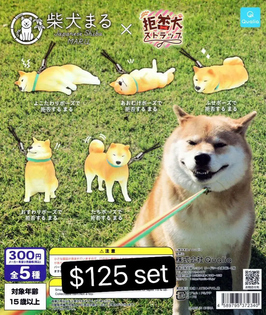柴犬x拒否犬扭蛋