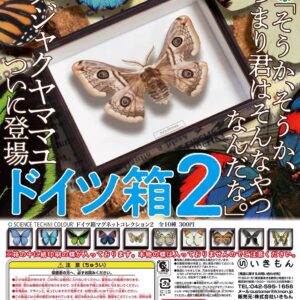 蝴蝶標本扭蛋Vol.2
